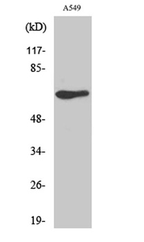 GPR50 rabbit pAb Antibody