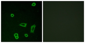 GPR50 rabbit pAb Antibody