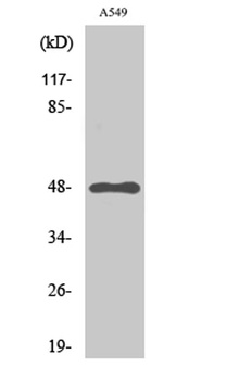 GPR83 rabbit pAb Antibody