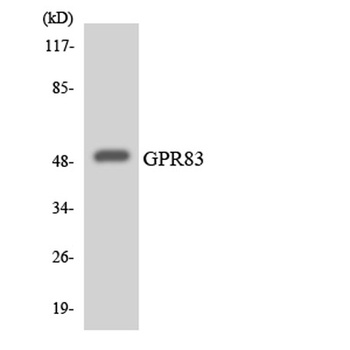GPR83 rabbit pAb Antibody