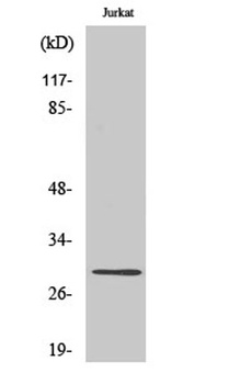 Granzyme K rabbit pAb Antibody