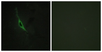 Granzyme K rabbit pAb Antibody