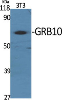 GRB10 rabbit pAb Antibody