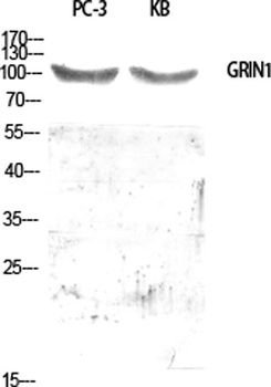 GRIN1 rabbit pAb Antibody