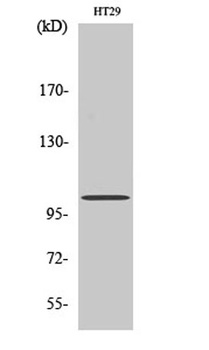 GRIN1 rabbit pAb Antibody