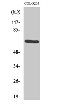 GRK 1 rabbit pAb Antibody