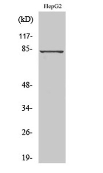 GRK 3 rabbit pAb Antibody