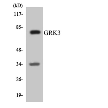 GRK 3 rabbit pAb Antibody