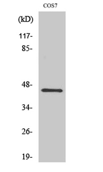 GRP1 rabbit pAb Antibody