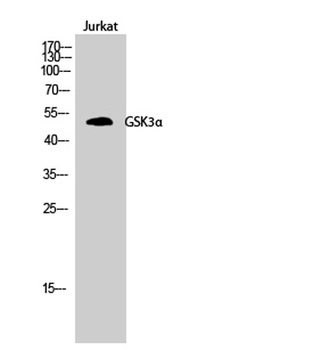 GSK3α rabbit pAb