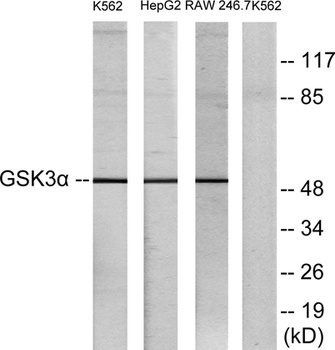 GSK3α rabbit pAb