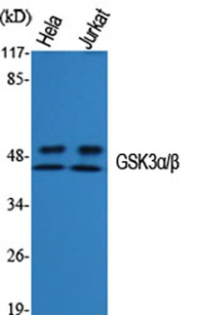 GSK3α/β rabbit pAb
