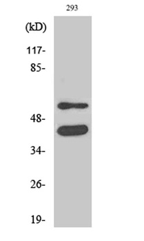 GSK3α/β rabbit pAb