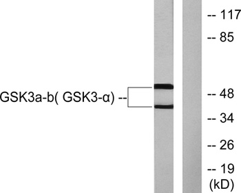 GSK3α/β rabbit pAb
