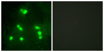 Hairless rabbit pAb Antibody