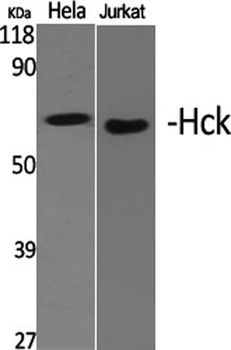 Hck rabbit pAb Antibody