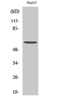 HDAC2 rabbit pAb Antibody