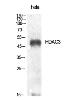 HDAC3 rabbit pAb Antibody