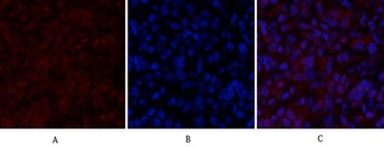 Histone H2A.X rabbit pAb Antibody