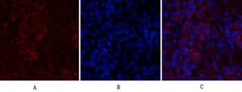 Histone H2A.X rabbit pAb Antibody