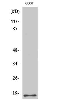 Histone H2B rabbit pAb Antibody