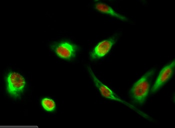 Histone H3.3 rabbit pAb Antibody