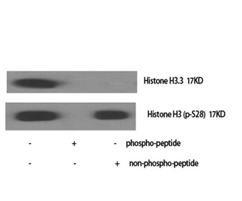Histone H3.3 rabbit pAb Antibody