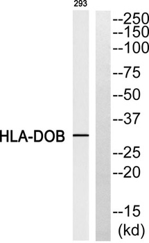 HLA-DOβ rabbit pAb Antibody