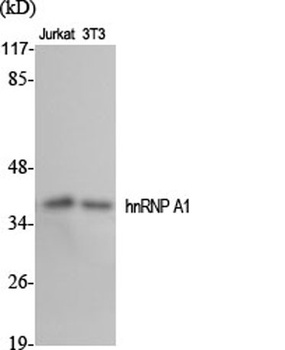 hnRNP A1 rabbit pAb Antibody