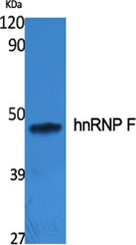 hnRNP F rabbit pAb Antibody