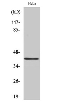 hnRNP G rabbit pAb Antibody