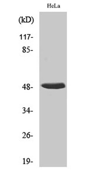 hnRNP H rabbit pAb Antibody