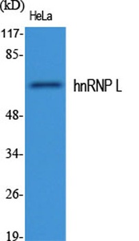 hnRNP L rabbit pAb Antibody