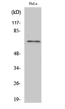 hnRNP L rabbit pAb Antibody