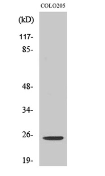 Hox-A7 rabbit pAb Antibody