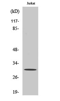 HoxD12 rabbit pAb Antibody