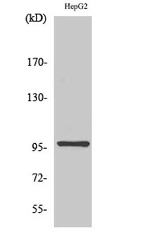 HPK1 rabbit pAb Antibody