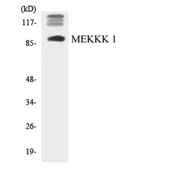 HPK1 rabbit pAb Antibody