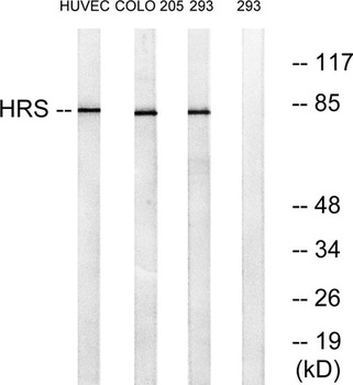 Hrs rabbit pAb Antibody