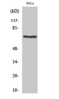 HSC 70 rabbit pAb Antibody