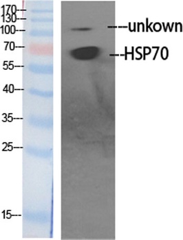 HSP70L rabbit pAb Antibody