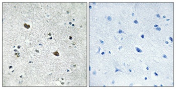 HSP70L rabbit pAb Antibody