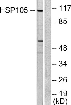 HSP105 rabbit pAb Antibody