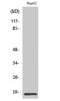 Id4 rabbit pAb Antibody