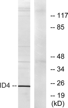 Id4 rabbit pAb Antibody