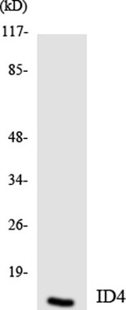 Id4 rabbit pAb Antibody