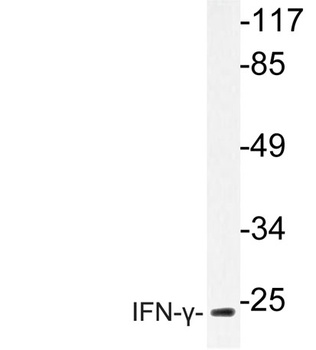 IFN-γ rabbit pAb