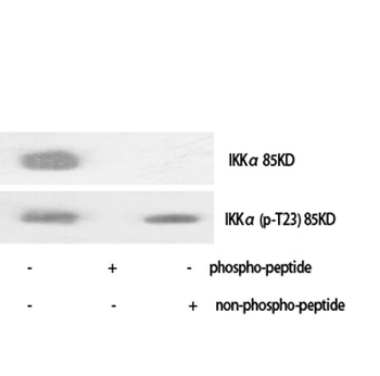IKKα rabbit pAb Antibody