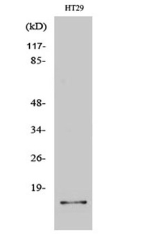 IL2 Rabbit Polyclonal Antibody