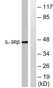 IL-3Rβ rabbit pAb